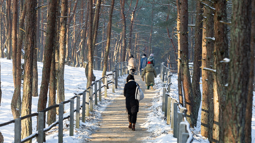 С началом оттепели на Куршской косе вновь ждут гостей, небезопасной остаётся одна локация  - Новости Калининграда | Фото: Александр Подгорчук / «Клопс»