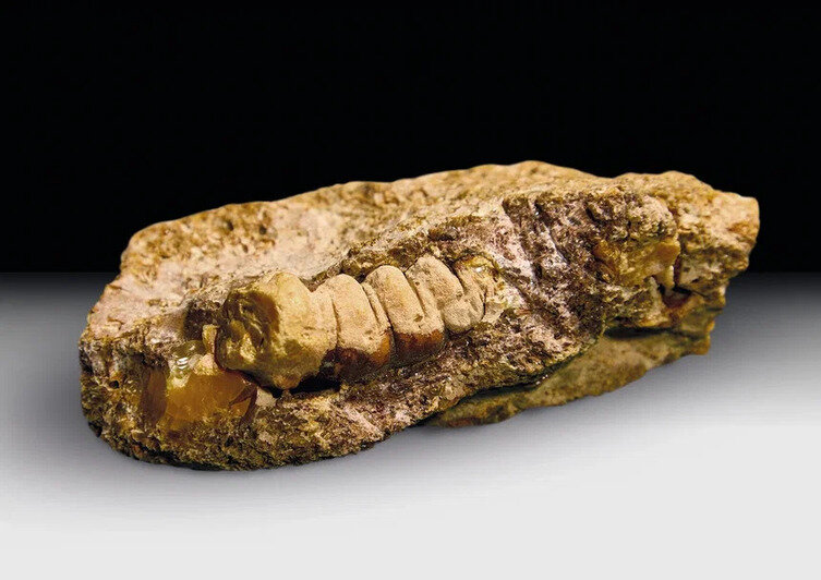 Большая редкость, чем инклюз: в Калининградской области обнаружили янтарный след древнего жука - Новости Калининграда | Фото: Калининградский янтарный комбинат