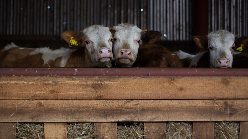 По калининградскому молокопроводу в Москву и Ленинградскую область в феврале утекло 842 тонны продукции - Новости Калининграда | Фото: Александр Подгорчук / Архив «Клопс»