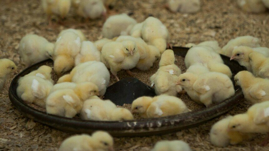 В Калининград для разведения привезли 65 тыс. жёлтых пушистых комочков - Новости Калининграда | Фото: Александр Подгорчук / Архив «Клопс»