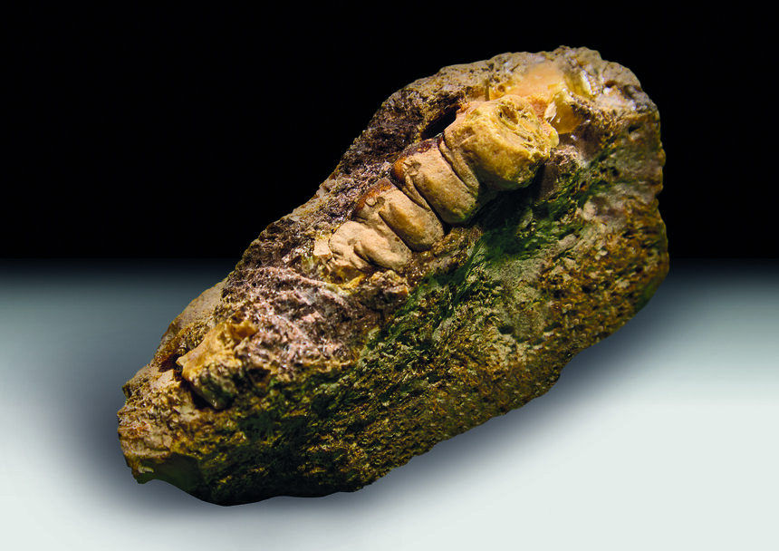 Обнаружение окаменелого хода в балтийском янтаре - большая редкость | Фото: Янтарный комбинат