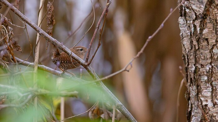 Крапивник | Фото: Ольга Музюкина / телеграм-канал «Радио Птичка»