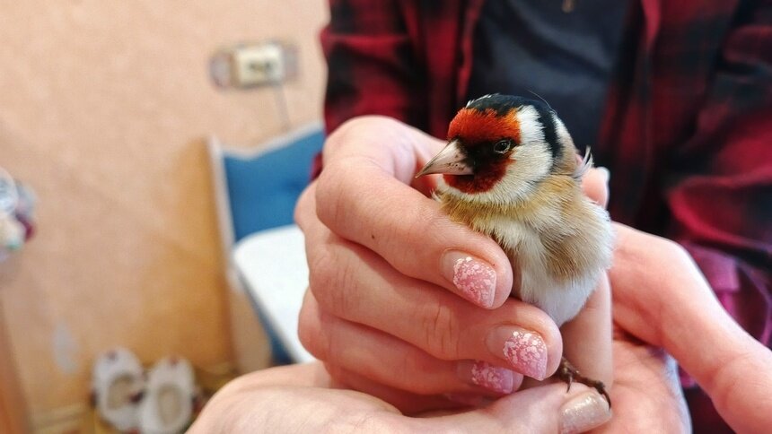 Всей семьёй спасали Клюковку: калининградцы вернули к жизни щегла, который не увидел окно на своём пути (фото) - Новости Калининграда | Фото: Константин Бельченко