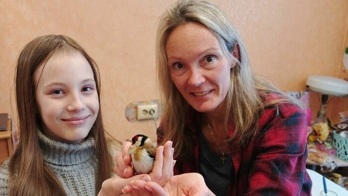 Всей семьёй спасали Клюковку: калининградцы вернули к жизни щегла, который не увидел окно на своём пути (фото) - Новости Калининграда | Фото: Константин Бельченко