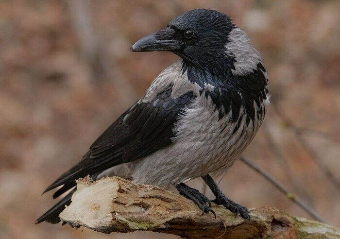 «Такой массовой подкормки птиц я не помню»: орнитолог рассказал, как перезимовали калининградские пернатые (фото)   - Новости Калининграда | Фото: Татьяна Виноградова