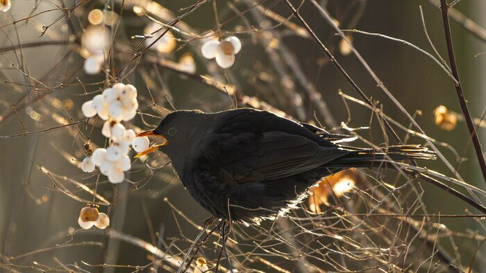 «Такой массовой подкормки птиц я не помню»: орнитолог рассказал, как перезимовали калининградские пернатые (фото)   - Новости Калининграда | Фото: Ольга Музюкина / телеграм-канал «Радио Птичка»