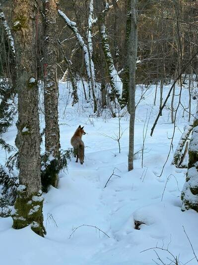 «Лиса! Смотрите!»: туристка из Вятки приехала в Калининград в разгар морозов и изменила отношение к отдыху на море - Новости Калининграда | Фото: Анастасии из Вятки