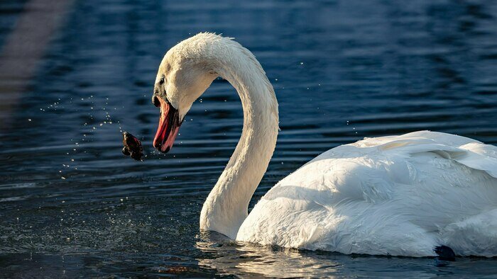 «Такой массовой подкормки птиц я не помню»: орнитолог рассказал, как перезимовали калининградские пернатые (фото)   - Новости Калининграда | Фото: Ольга Музюкина / телеграм-канал «Радио Птичка»