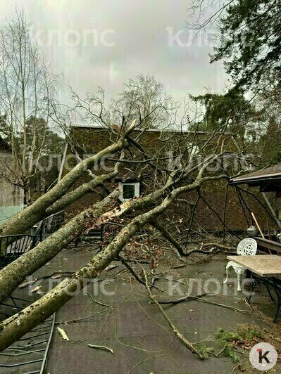 Дерево упало на крышу мансарды  | Фото: предоставила хозяйка дома