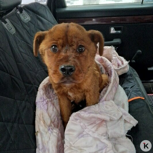 Что-то рыжее в зимнем лесу: пёс Мишутка из Черняховска потерял три лапы, но нашёл семью (фото, видео)  - Новости Калининграда | Фото: Татьяна