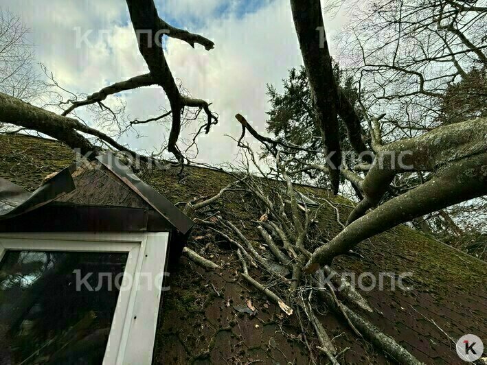 Дерево упало на крышу мансарды  | Фото: предоставила хозяйка дома