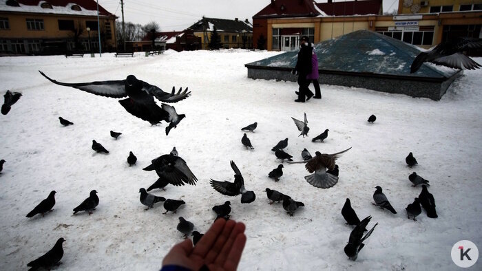 «Такой массовой подкормки птиц я не помню»: орнитолог рассказал, как перезимовали калининградские пернатые (фото)   - Новости Калининграда | Фото: Александр Подгорчук / Архив «Клопс»