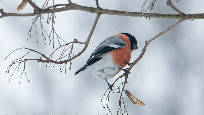 «Такой массовой подкормки птиц я не помню»: орнитолог рассказал, как перезимовали калининградские пернатые (фото)   - Новости Калининграда | Фото: Татьяна Виноградова