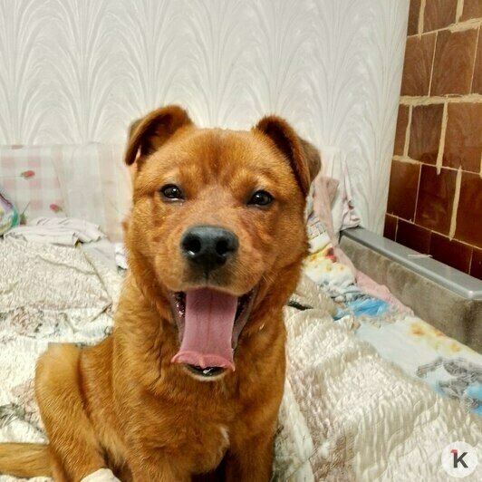 Что-то рыжее в зимнем лесу: пёс Мишутка из Черняховска потерял три лапы, но нашёл семью (фото, видео)  - Новости Калининграда | Фото: Татьяна