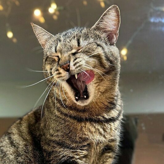 Брюс  | Фото: Елена Сумская 