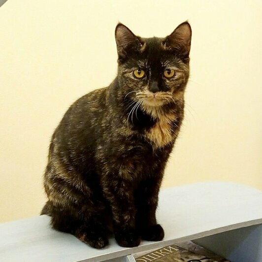 Лирика | Фото: Елена Сумская 