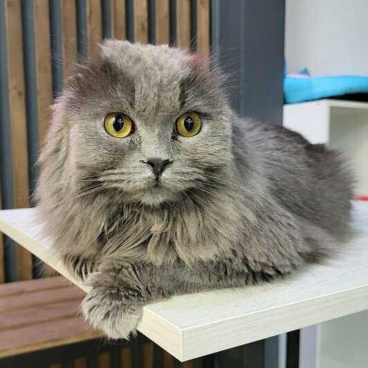 Пьер Безушек | Фото: Елена Сумская 