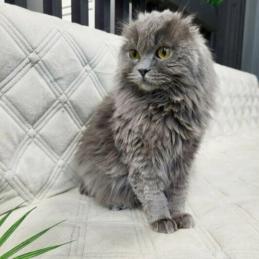 Пьер Безушек | Фото: Елена Сумская 