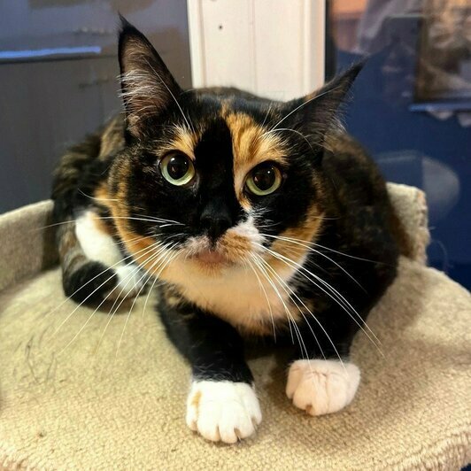 Гелия | Фото: Елена Сумская 