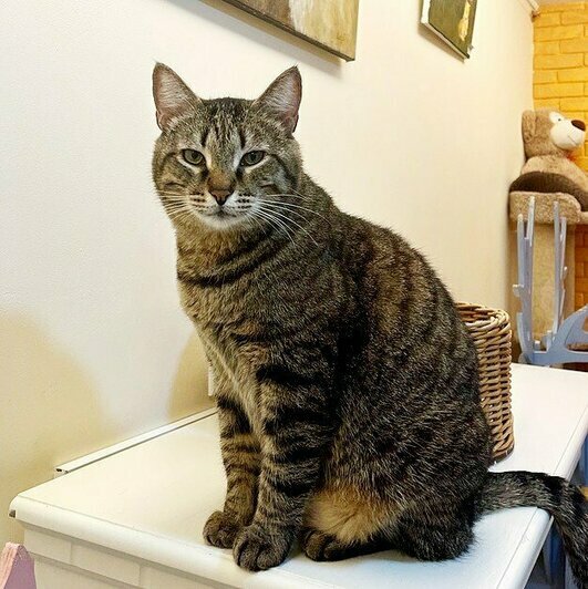 Брюс  | Фото: Елена Сумская 