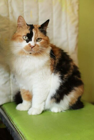 Даяна | Фото: Людмила Самохина