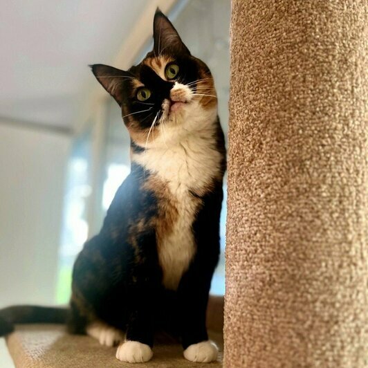 Гелия | Фото: Елена Сумская 