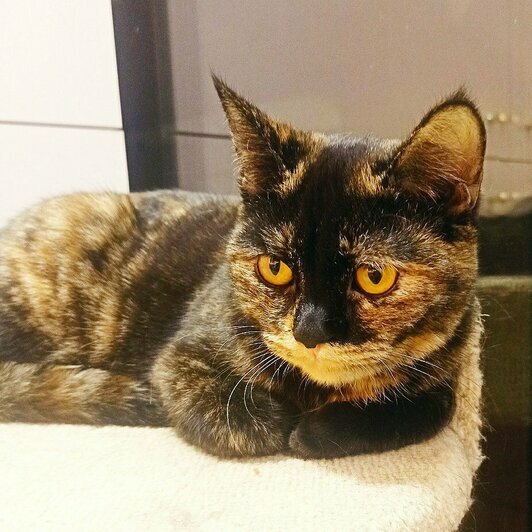 Лирика | Фото: Елена Сумская 