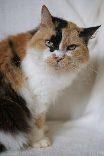 Даяна | Фото: Людмила Самохина