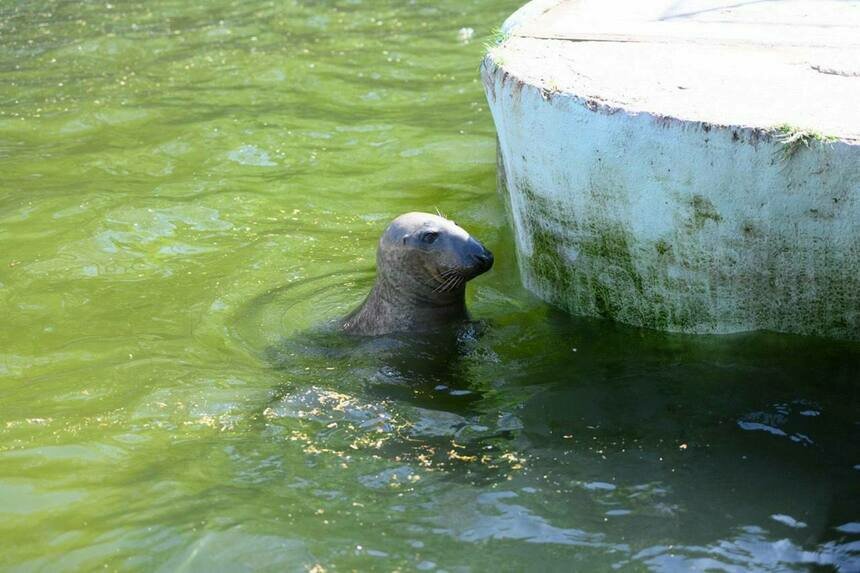 Условия для содержания тюленей и других обитателей Балтийского моря устарели физически и морально    | Фото: Александр Мелехов