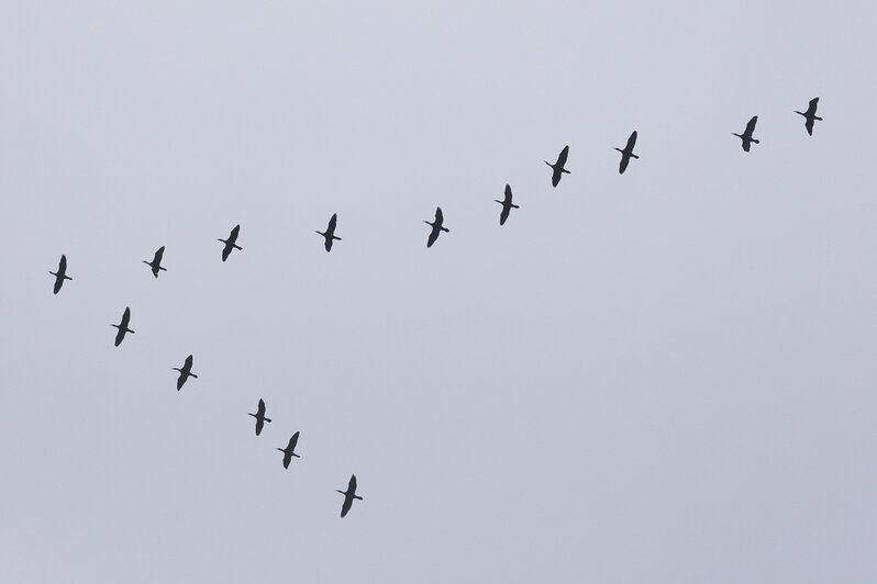 В Калининградскую область вернулись первые чибисы и гуси (фото, видео)  - Новости Калининграда