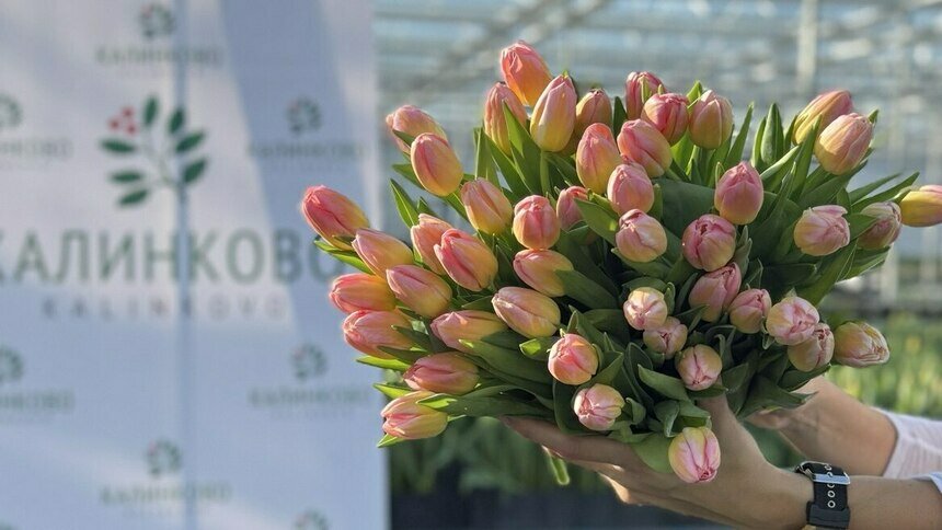 Парад цветов: в «Калинково» большой выбор цветов к 8 Марта - Новости Калининграда