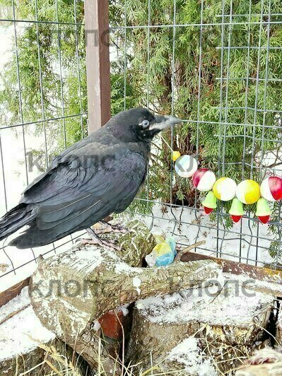 «Искали Фиделя, а спасли малышат»: калининградка, разыскивающая своего ворона, приютила двух птенцов (фото)   - Новости Калининграда | Фото: Маргарита