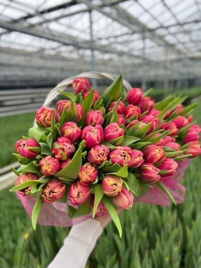 Парад цветов: в «Калинково» большой выбор цветов к 8 Марта - Новости Калининграда