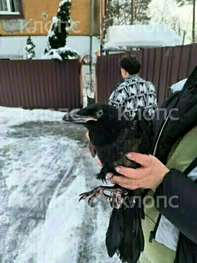 «Искали Фиделя, а спасли малышат»: калининградка, разыскивающая своего ворона, приютила двух птенцов (фото)   - Новости Калининграда | Фото: Маргарита