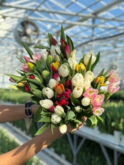 Парад цветов: в «Калинково» большой выбор цветов к 8 Марта - Новости Калининграда