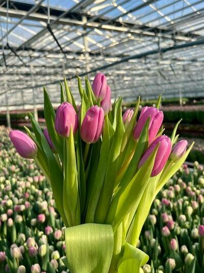 Парад цветов: в «Калинково» большой выбор цветов к 8 Марта - Новости Калининграда