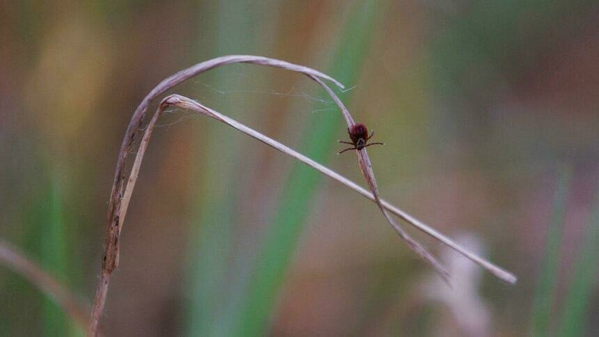 Деньги выделили, сезон охоты открыт: в мэрии рассказали, когда калининградские улицы начнут обрабатывать от клещей - Новости Калининграда | Фото: Александр Подгорчук / Архив «Клопс»