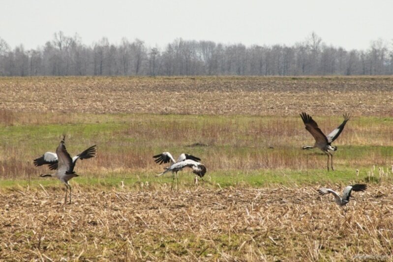 В Калининградскую область вернулись первые чибисы и гуси (фото, видео)  - Новости Калининграда | Фото: Анастасия Радюк