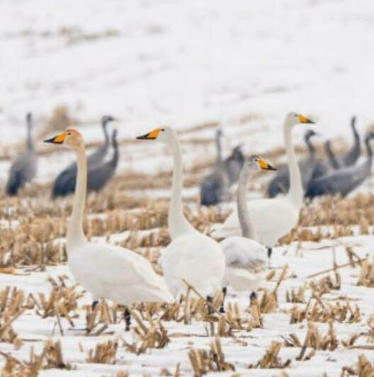 В Калининградскую область вернулись первые чибисы и гуси (фото, видео)  - Новости Калининграда | Фото: Наталья Бакуничева