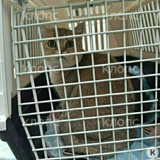 Двоих питомцев удалось спасти, их забрали на передержку | Фото: очевидец 