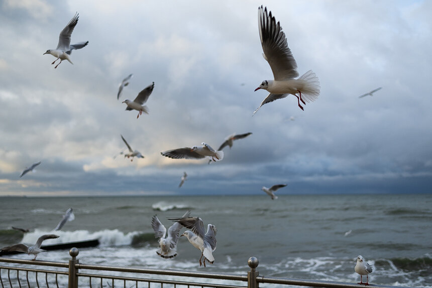 Калининградцев 2 марта ждёт первый весенний дождь - Новости Калининграда | Фото: Александр Подгорчук / Архив «Клопс»