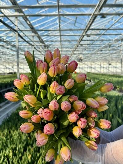 Парад цветов: в «Калинково» большой выбор цветов к 8 Марта - Новости Калининграда