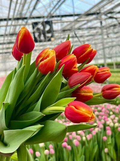 Парад цветов: в «Калинково» большой выбор цветов к 8 Марта - Новости Калининграда