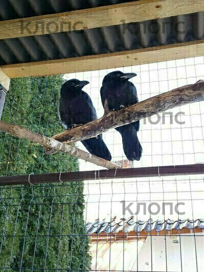 «Искали Фиделя, а спасли малышат»: калининградка, разыскивающая своего ворона, приютила двух птенцов (фото)   - Новости Калининграда | Фото: Маргарита