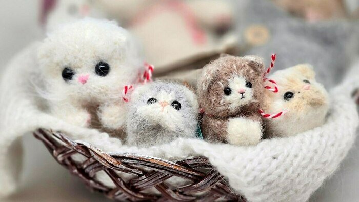 Котята, которые «смотрят в душу», и шашлык из шишек - Новости Калининграда