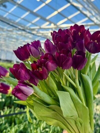 Парад цветов: в «Калинково» большой выбор цветов к 8 Марта - Новости Калининграда