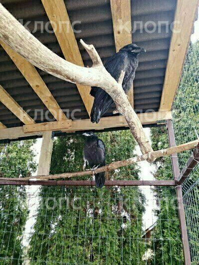 «Искали Фиделя, а спасли малышат»: калининградка, разыскивающая своего ворона, приютила двух птенцов (фото)   - Новости Калининграда | Фото: Маргарита