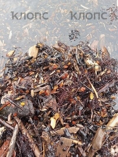 «У туристов челюсти выпадают»: берег моря под Светлогорском усыпало янтарём (фото) - Новости Калининграда | Фото: Вадим