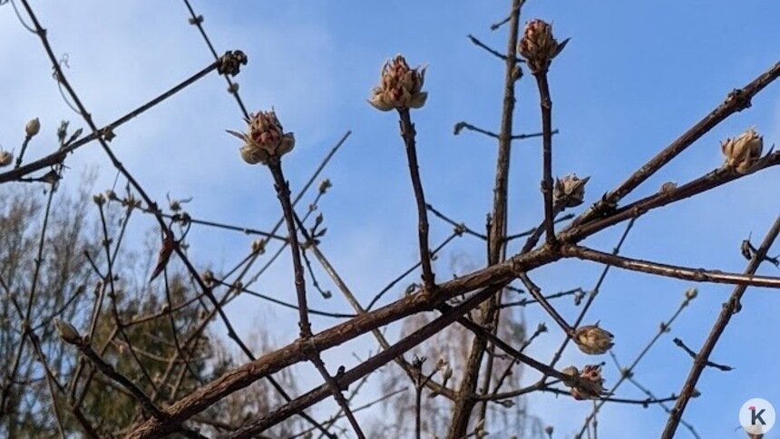 Что натворил в саду мороз: как искать проблемы и зачем делать «пробу ножом», рассказал калининградский агроном  - Новости Калининграда | Фото: «Клопс»