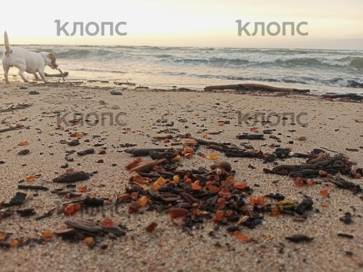 «У туристов челюсти выпадают»: берег моря под Светлогорском усыпало янтарём (фото) - Новости Калининграда | Фото: Вадим